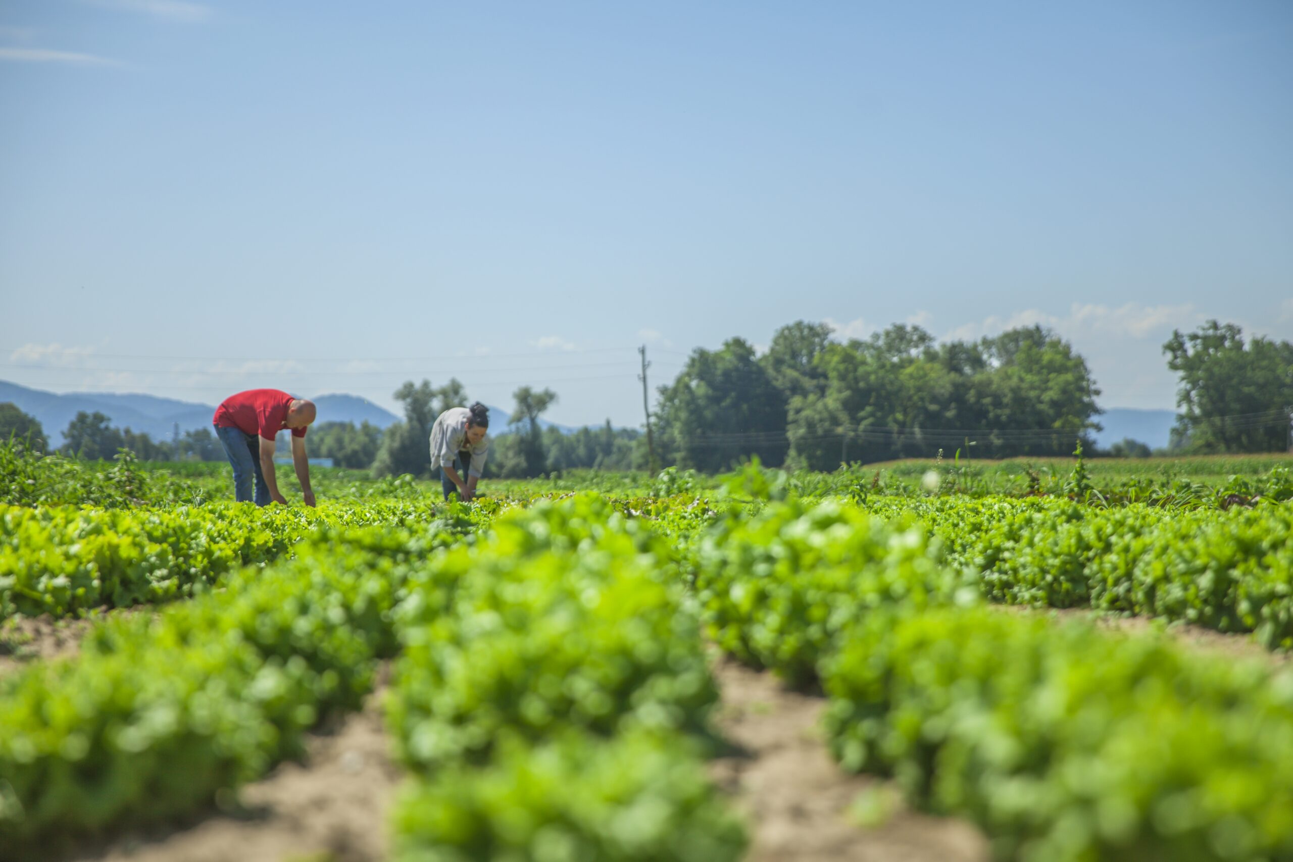 Agriculture